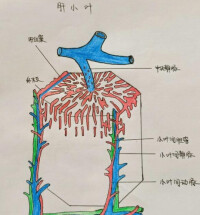 肝小葉