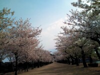 龜鶴公園的櫻花道