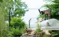 旭山動物園