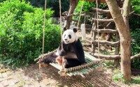 大熊貓“蜀琳”