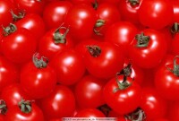 紅色食物——西紅柿