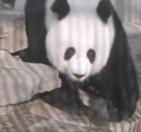 1972年中國贈送給日本的兩隻大熊貓