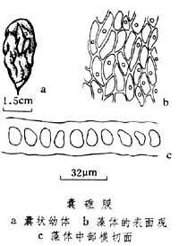 礁膜屬