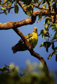 非洲綠鳩