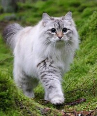 西伯利亞森林貓