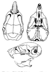 子午沙鼠頭骨