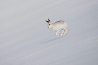 奔跑的雪兔
