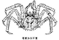 堪察加擬石蟹