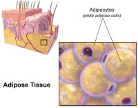 脂肪細胞