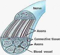 神經纖維