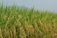 農作物水稻