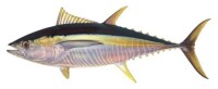 黃鰭金槍魚