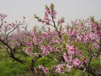 桃花園村裡桃花開