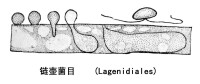 卵菌綱圖冊