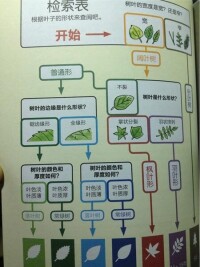 《葉問：根據樹葉鑒別身邊的樹種》內頁插圖