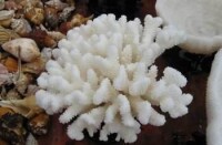 海南珊瑚