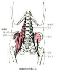 梨型身材