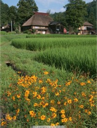 左店鄉田園景色