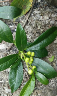 茵芋[芸香目芸香科植物]