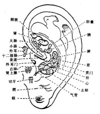 耳朵人體全息示意圖