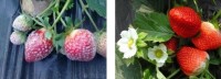 防治草莓白粉病
