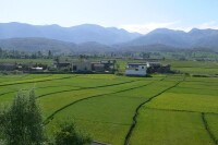 趙屯村發展重點-種植業