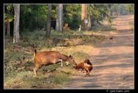 鬣狗科動物圖片