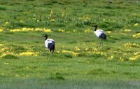 隆寶灘黑頸鶴自然保護區景點特色圖片