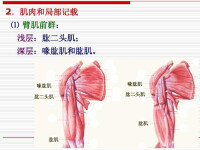 臂後區深層結構