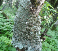 地衣門植物地衣