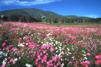 黑姬高原大波斯菊園