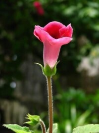 煙筒花[煙筒花]