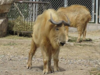 長隆野生動物世界