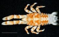 Munidopsis crenatirostris