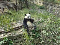 大熊貓喜蘭