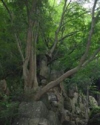 桃源洞國家森林公園