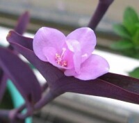 紫羅蘭花