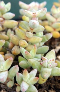 Crassula grisea（白鳥星）