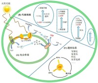 ATP在細胞中位於生化系統的中心