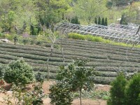 石老人觀光園茶園