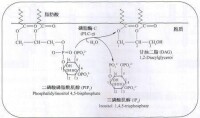 T細胞抗原激活信號轉導磷脂醯肌醇途徑