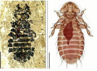 4400萬年前的虱子（左）