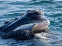 北大西洋露脊鯨