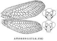 大草蛉的翅和頭斑