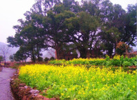 詩畫田園 唯美鄉村