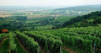 布爾根蘭葡萄酒產區