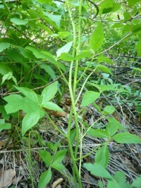 黨參[桔梗科黨參屬植物]