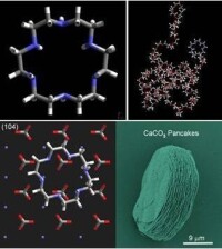 生物礦化