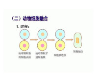 動物細胞融合