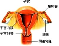 子宮內膜炎症圖片